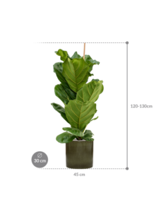 Plantenbak Ficus lyrata in Cylinder