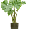 Plantenbak Alocasia ‘Portodora’ in Cylinder