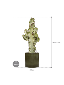 Plantenbak Euphorbia ingens marmorata in Cylinder