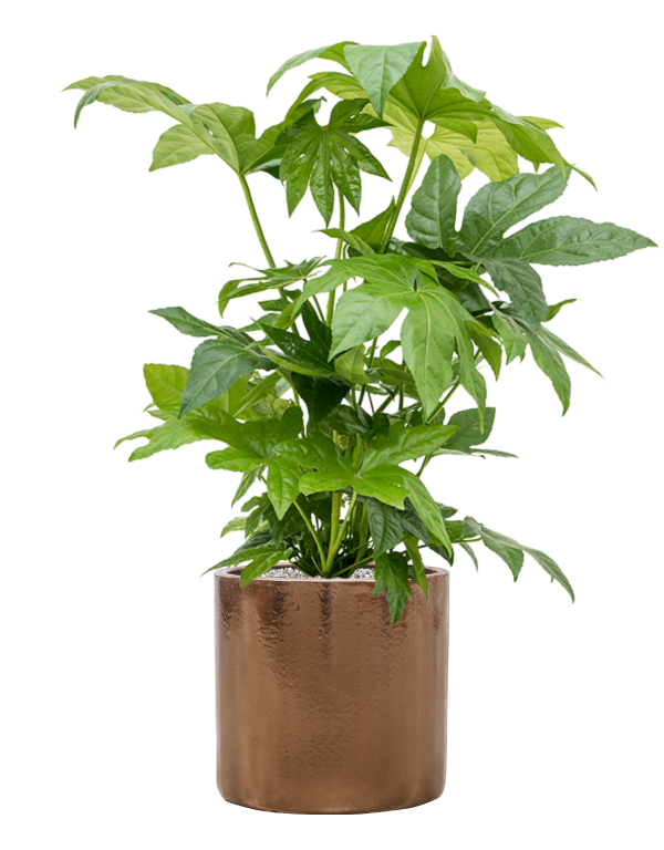 Plantenbak Fatsia japonica in Cylinder