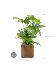 Plantenbak Fatsia japonica in Cylinder