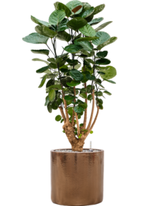 Plantenbak Aralia (Polyscias) ‘Fabian’ in Cylinder