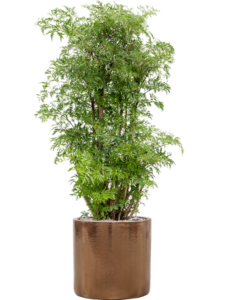 Plantenbak Aralia (Polyscias) ‘Ming’ in Cylinder