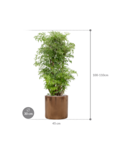 Plantenbak Aralia (Polyscias) ‘Ming’ in Cylinder