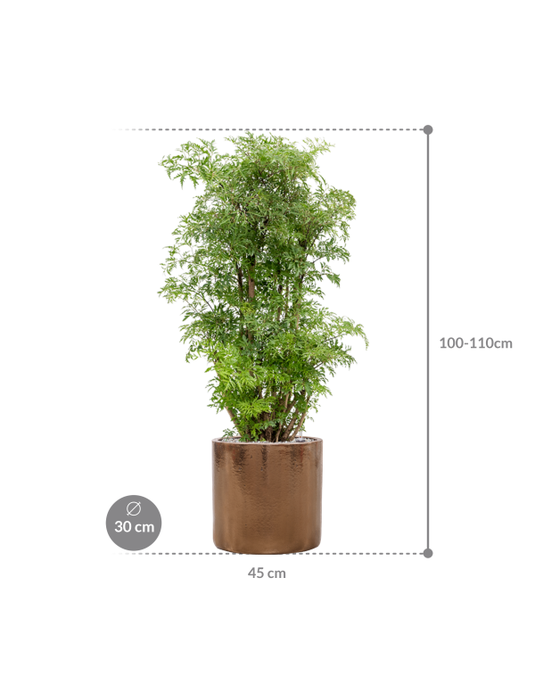 Plantenbak Aralia (Polyscias) ‘Ming’ in Cylinder