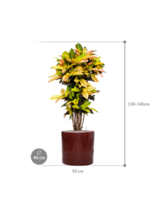 Plantenbak Croton (Codiaeum) variegatum ‘Mrs. Iceton’ in Cylinder