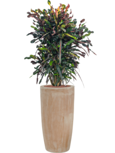 Plantenbak Croton (Codiaeum) variegatum ‘Mammi’ in Terra Cotta