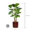 Plantenbak Alocasia calidora in Cylinder