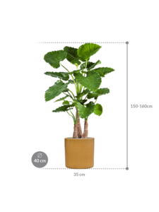 Plantenbak Alocasia calidora in Cylinder