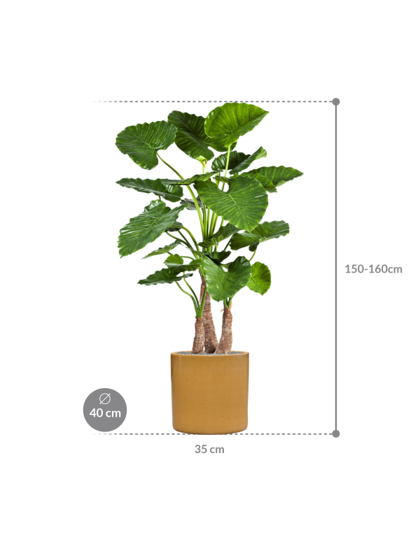 Plantenbak Alocasia calidora in Cylinder