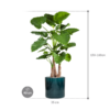 Plantenbak Alocasia calidora in Cylinder