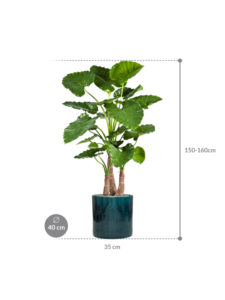 Plantenbak Alocasia calidora in Cylinder