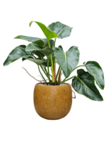 Plantenbak Philodendron ‘Green Beauty’ in Marly Plantenbak Philodendron ‘Green Beauty’ in Marly