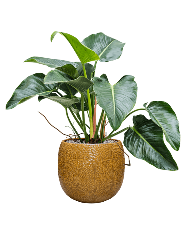 Philodendron 'Green Beauty' in Marly