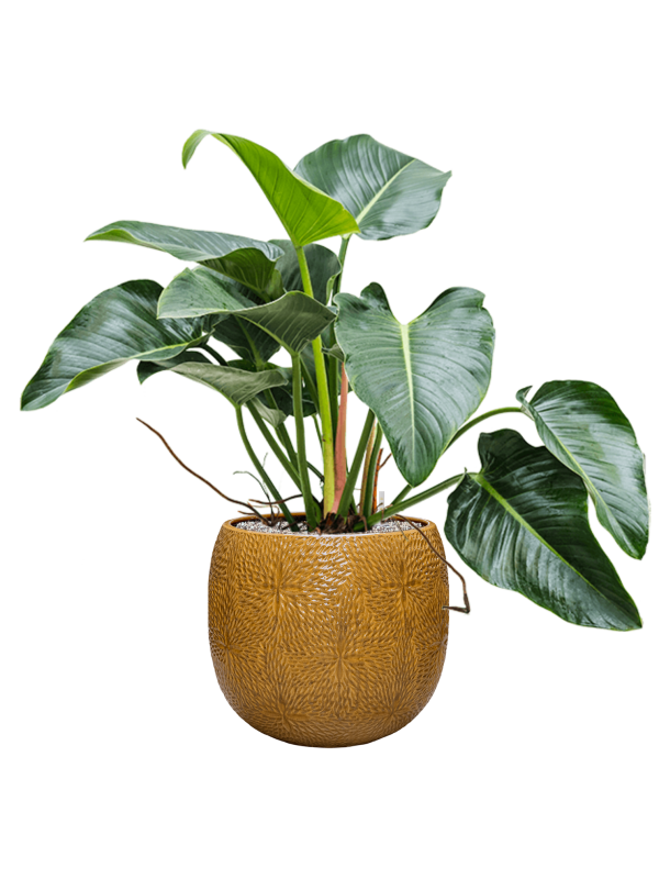Ter Steege - Keramiek Plantenbak - Philodendron 'Green Beauty' in Marly - Plantenpot - Bloembak - Bloempot - Voor Buiten