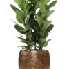 Plantenbak Ficus benghalensis ‘Audrey’ in Marly