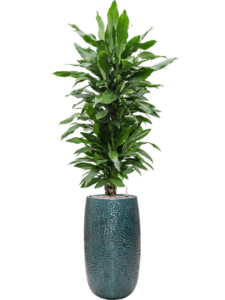 Plantenbak Dracaena fragrans ‘Janet Lind’ in Marly
