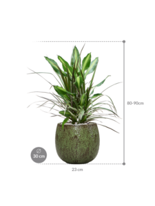 Plantenbak Dracaena combo in Marly