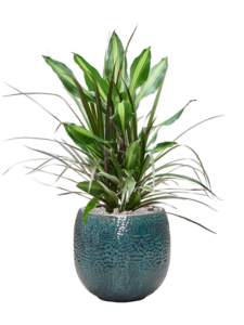 Plantenbak Dracaena combo in Marly