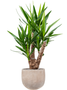 Plantenbak Yucca elephantipes in Terra Cotta Omar