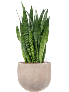 Plantenbak Sansevieria zeylanica in Terra Cotta Omar