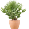 Plantenbak Chamaerops humilis ‘Vulcano’ in Terra Cotta