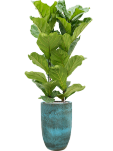 Plantenbak Ficus lyrata in Pure