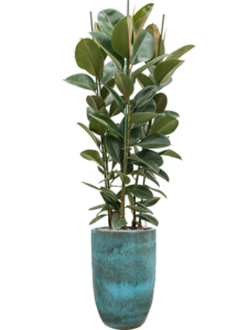 Plantenbak Ficus elastica ‘Robusta’ in Pure
