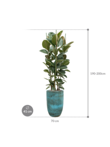 Plantenbak Ficus elastica ‘Robusta’ in Pure