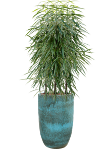 Plantenbak Ficus binnendijkii ‘Alii’ in Pure