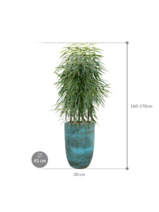 Plantenbak Ficus binnendijkii ‘Alii’ in Pure