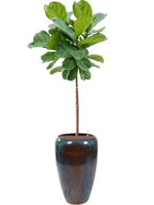 Plantenbak Ficus lyrata in Mystic