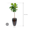 Plantenbak Ficus lyrata in Mystic