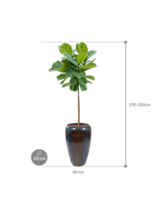 Plantenbak Ficus lyrata in Mystic