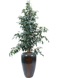 Plantenbak Ficus benjamina ‘Danielle’ in Mystic