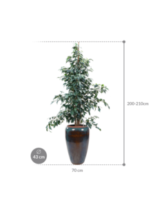 Plantenbak Ficus benjamina ‘Danielle’ in Mystic