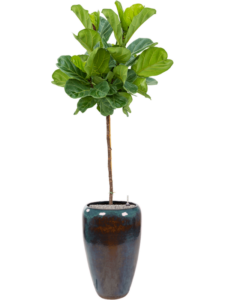 Plantenbak Ficus lyrata in Mystic