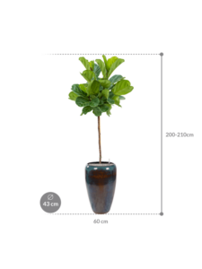 Plantenbak Ficus lyrata in Mystic