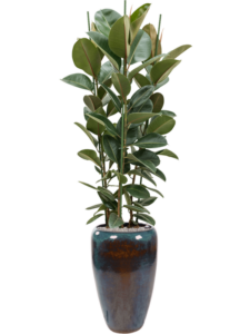 Plantenbak Ficus elastica ‘Robusta’ in Mystic