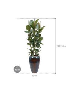 Plantenbak Ficus elastica ‘Robusta’ in Mystic