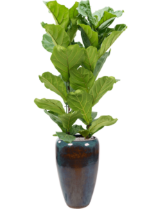 Plantenbak Ficus lyrata in Mystic
