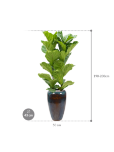 Plantenbak Ficus lyrata in Mystic