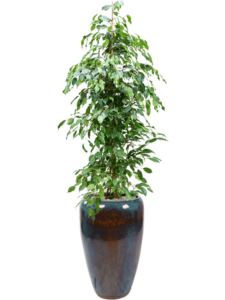 Plantenbak Ficus benjamina ‘Exotica’ in Mystic