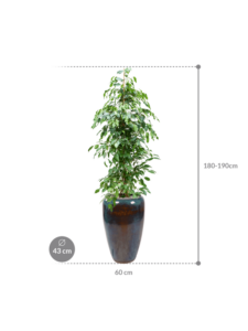 Plantenbak Ficus benjamina ‘Exotica’ in Mystic