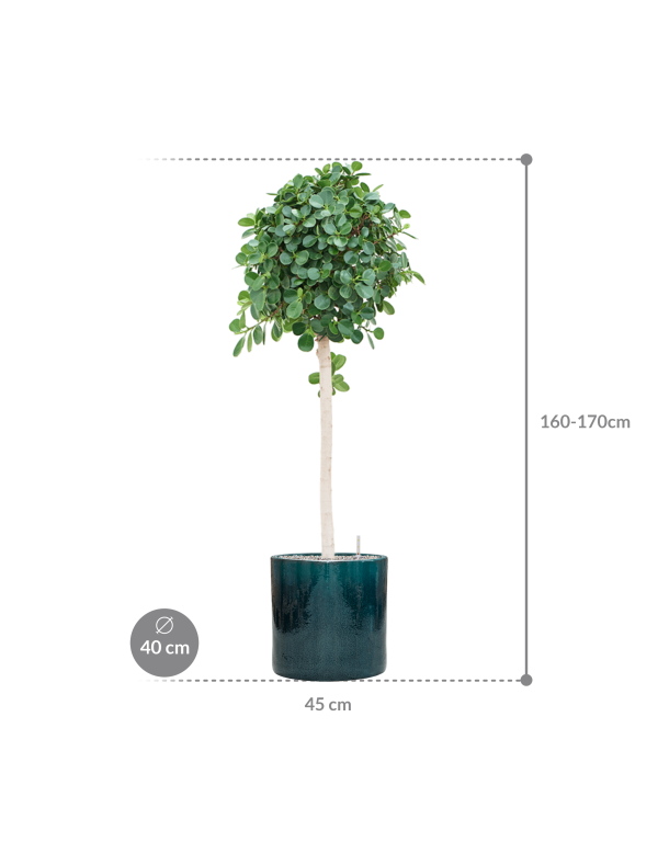 Plantenbak Ficus panda in Cylinder