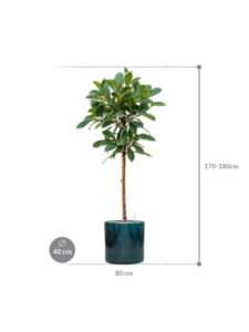 Plantenbak Ficus cyathistipula in Cylinder