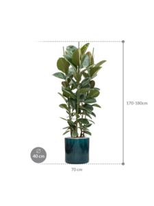 Plantenbak Ficus elastica ‘Robusta’ in Cylinder