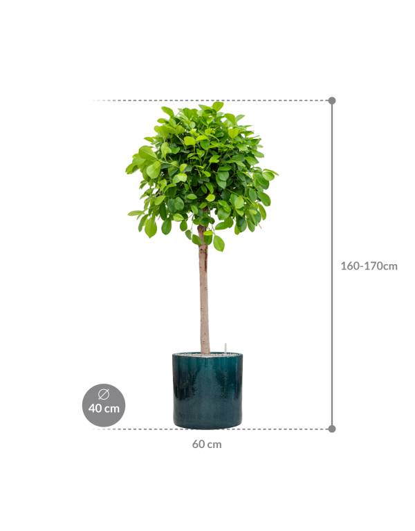 Plantenbak Ficus microcarpa ‘Moclame’ in Cylinder