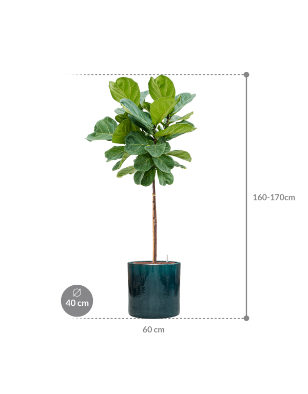 Plantenbak Ficus lyrata in Cylinder