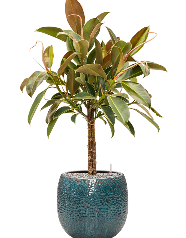 Plantenbak Ficus elastica ‘Melany’ in Marly